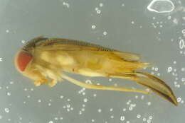 Image of Lesser water boatman