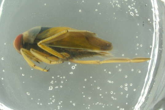 Image of Water boatman