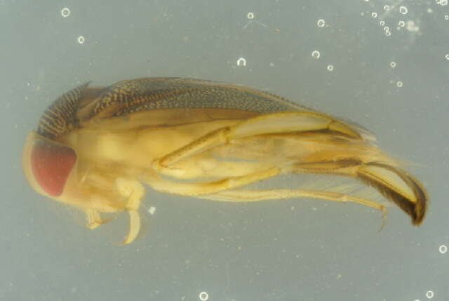 Image of Lesser water boatman