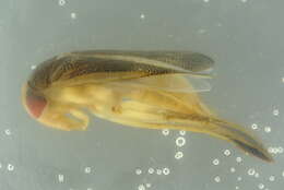 Image of Lesser water boatman