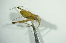 Image of sickle-bearing bush-cricket