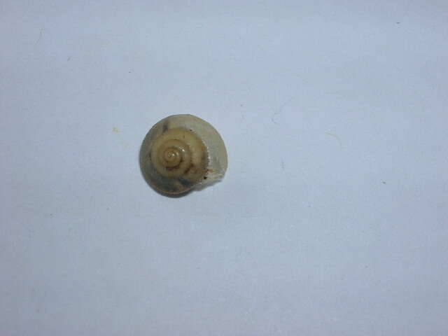 Image of leaf snails