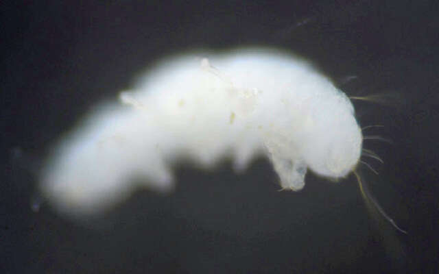 Image of Pauropus