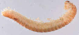 Image de Diplopoda