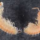 Image de Haaseidae