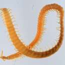 Image of Stigmatogaster Latzel 1880