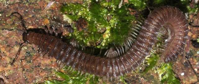 Image of Crested Millipedes