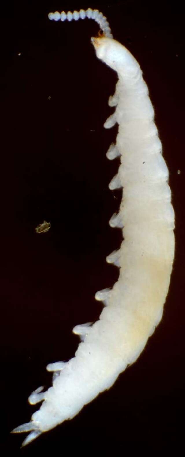 Image of Symphyla order incertae sedis