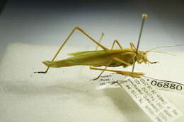 Image of sickle-bearing bush-cricket