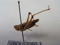 Image of stripe-winged grasshopper