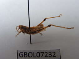 Image of Pseudochorthippus parallelus parallelus (Zetterstedt 1821)