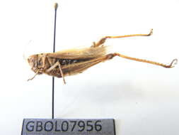 Sivun Omocestus (Omocestus) haemorrhoidalis (Charpentier 1825) kuva