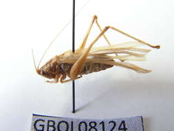 Слика од Conocephalus (Anisoptera) fuscus (Fabricius 1793)