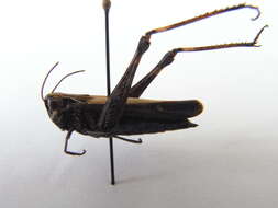 Image of woodland grasshopper