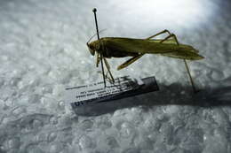 Image of sickle-bearing bush-cricket