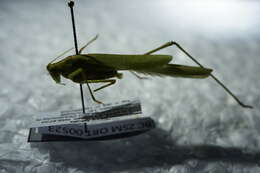 Image of sickle-bearing bush-cricket