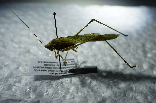 Image of sickle-bearing bush-cricket