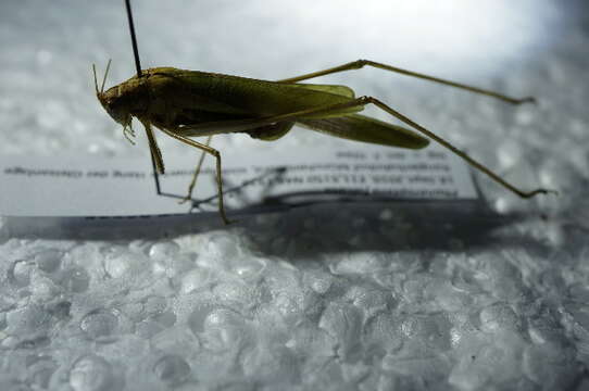 Image of sickle-bearing bush-cricket