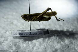 Image of Large marsh grasshopper