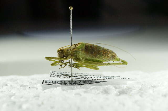 Image of Short-tailed Plump Bush-cricked