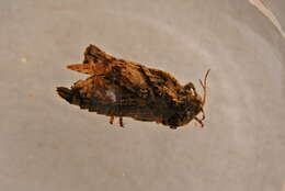 Image of Tetrix depressa Brisout de Barneville 1848