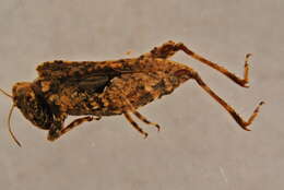 Image of Tetrix depressa Brisout de Barneville 1848