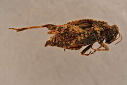 Image of Tetrix depressa Brisout de Barneville 1848