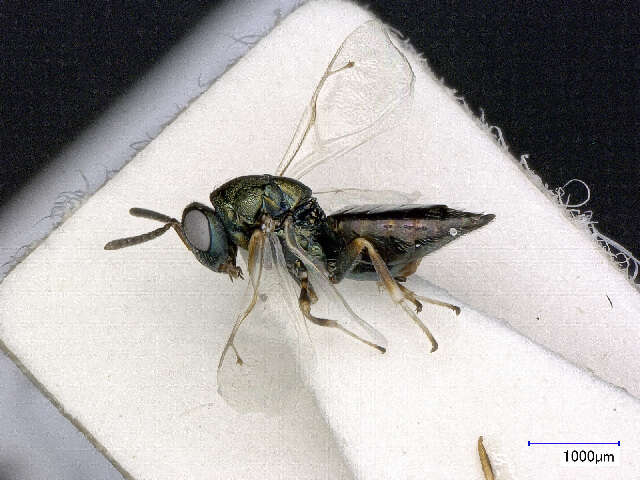 Image of <i>Pteromalus cardui</i>