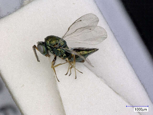 Image of <i>Pteromalus elatus</i>
