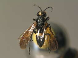 Image of <i>Tenthredo caucasica cinctaria</i>