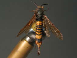 Image of wood wasps