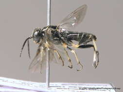 Image of <i>Macrophya albipuncta</i>