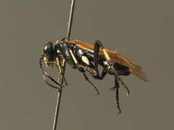 Image of <i>Macrophya <i>duodecimpunctata</i></i> duodecimpunctata