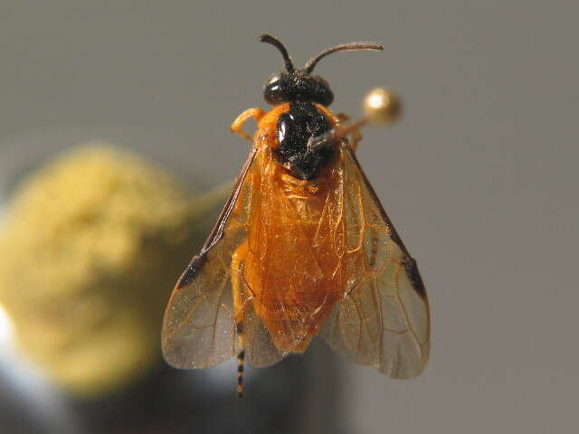 Image of rose sawfly