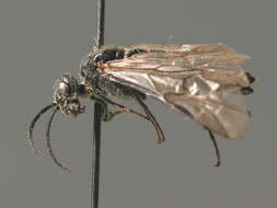 Image of <i>Dolerus nigratus</i>