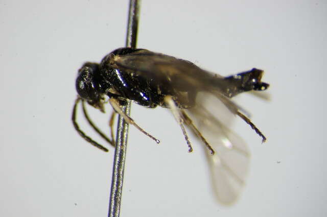 Image of <i>Claremontia alternipes</i>