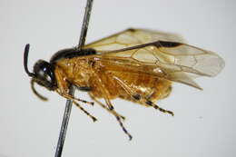 Image of rose sawfly