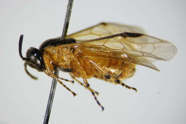 Image of rose sawfly