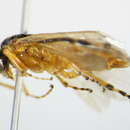 Image of <i>Athalia ancilla</i>