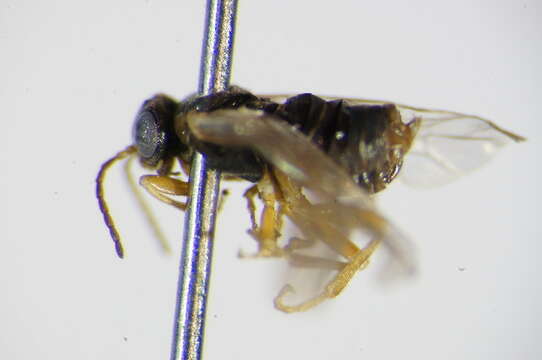 Image of <i>Hoplocampa fulvicornis</i>