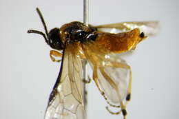 Image of Beet Sawfly