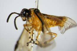 Image of Beet Sawfly