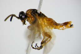 Image of Beet Sawfly