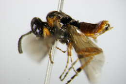 Image of <i>Athalia rufoscutellata</i>