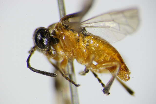 Image of <i>Athalia lugens</i>