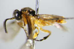 Image of <i>Athalia lugens</i>