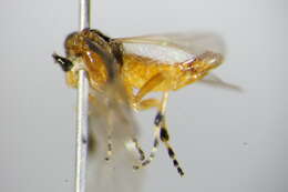 Image of <i>Athalia scutellariae</i>