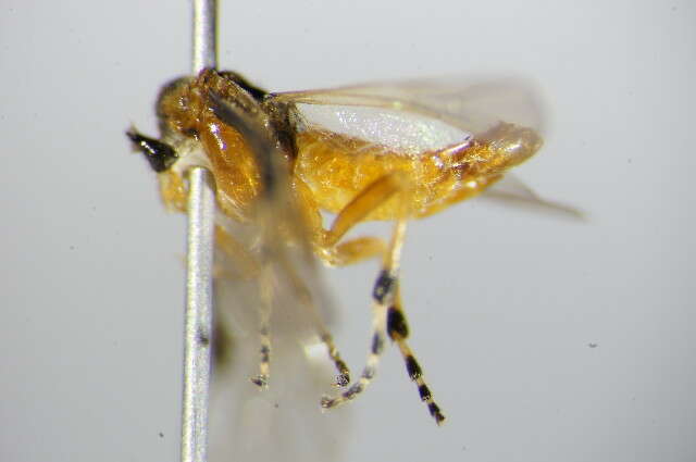 Image of <i>Athalia scutellariae</i>