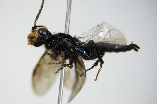 Image of Pine false webworm