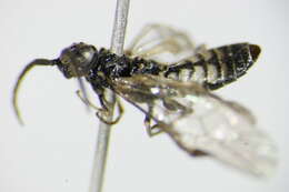 Image of <i>Empria pumila</i>